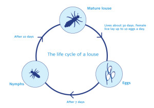 What Do Head Lice Look Like & Head Lice Life Cycle - Lyclear UK